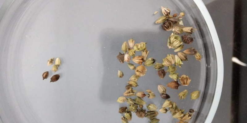 Екі өңірде импорттық өнімнен қауіпті арамшөптер анықталды