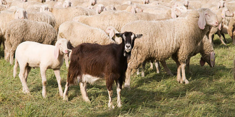 Түркістан облысында 1000 бас ұсақ малды шекарадан шығарып әкетпек болғандар ұсталды