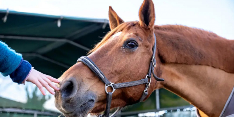 Жылқыға тамақ бермек болған әйел саусағынан айырылып қала жазды