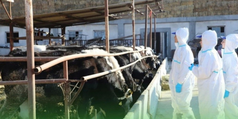 Батыс Қазақстанда 200-ден астам мал қырылып қалды