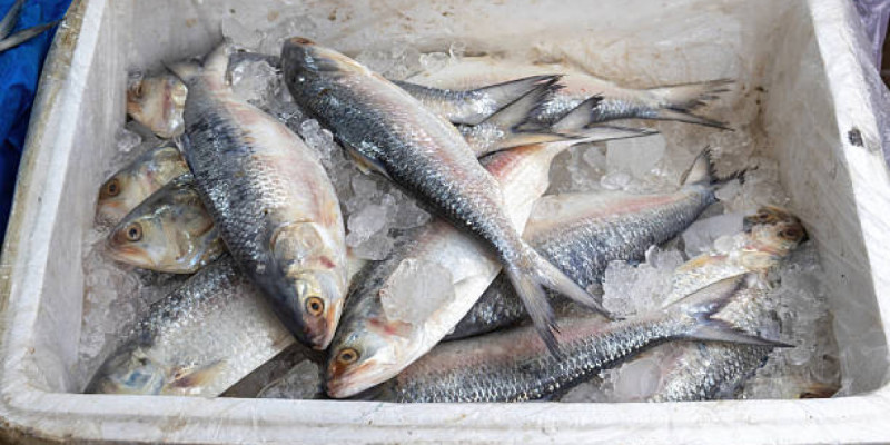 Жамбылда шенеуніктер балық өндіретін инвестордың жұмысына кедергі келтірген