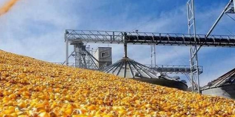 Түркістан облысында жүгеріні терең өңдейтін ірі зауыт салынып жатыр