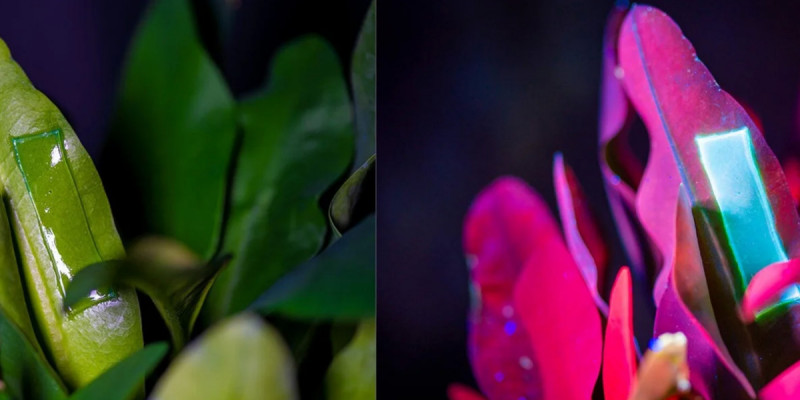 АҚШ ғалымдары инфекцияны 48 сағатта жоятын гель жасап шығарды