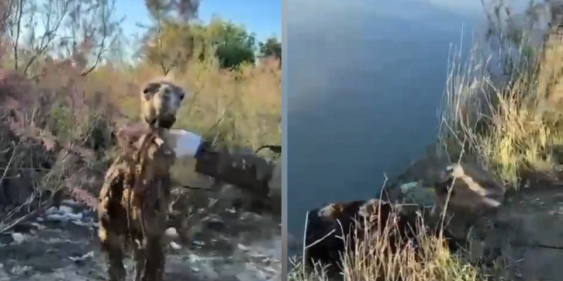 Қызылордада судан шыға алмай жатқан ботаны құтқарған жандардың әрекеті көпті тәнті етті