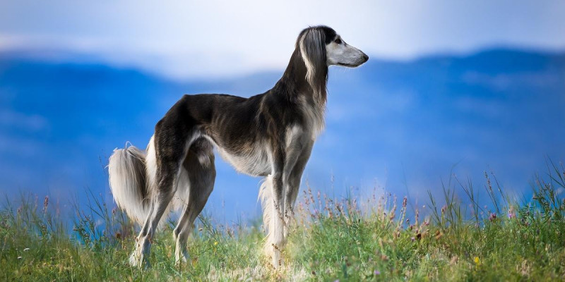 Астанада «Қазақ тазысын» насихаттау іс-шарасы өтеді