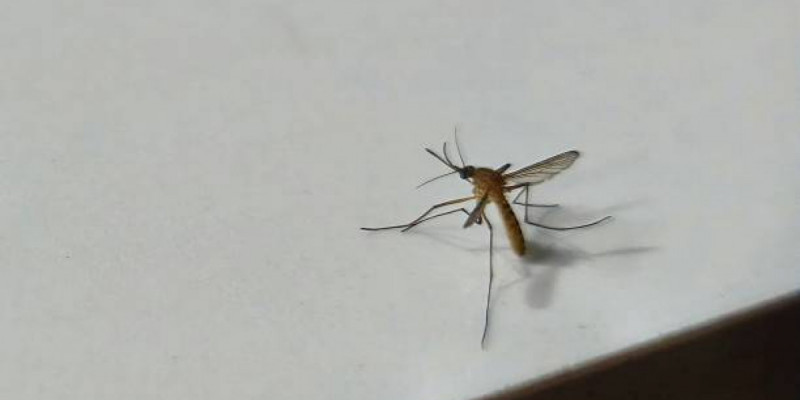 Саяхаттап жүргенде маса шаққан 37 жастағы әйел жансақтау бөліміне түсті