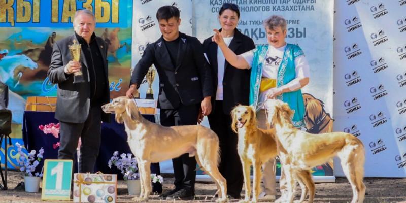 Семейде қазақы тазының үздіктері анықталды