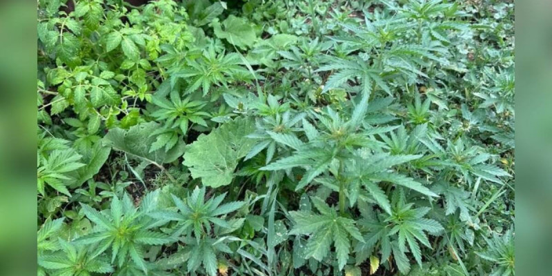 Ақмола облысында қарасора өсірген тұрғын ұсталды