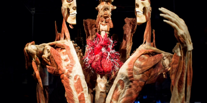 Body Worlds Amsterdam: өмірде болған адамдардың дене мүшелері қойылған көрме