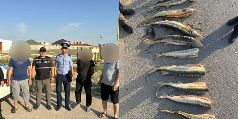 Маңғыстауда 30 келіден астам бекіре балығын заңсыз тасымалдаған азаматтар ұсталды