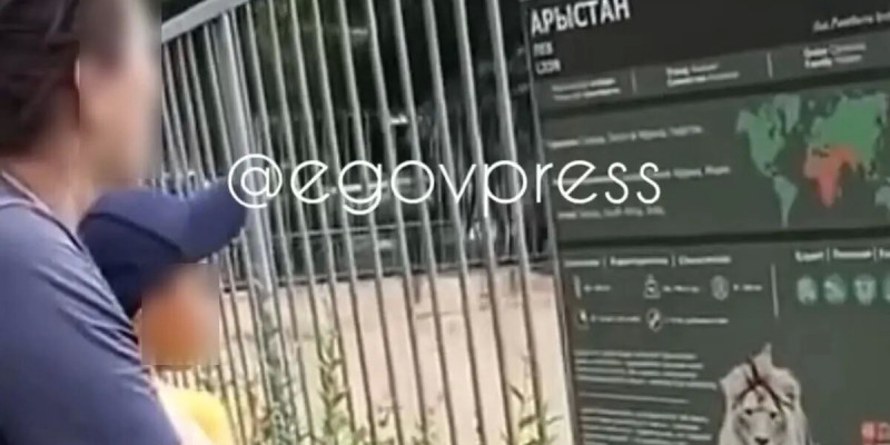 Алматылық келіншек балалардың көзінше зообақтағы арыстандарға тас лақтырған