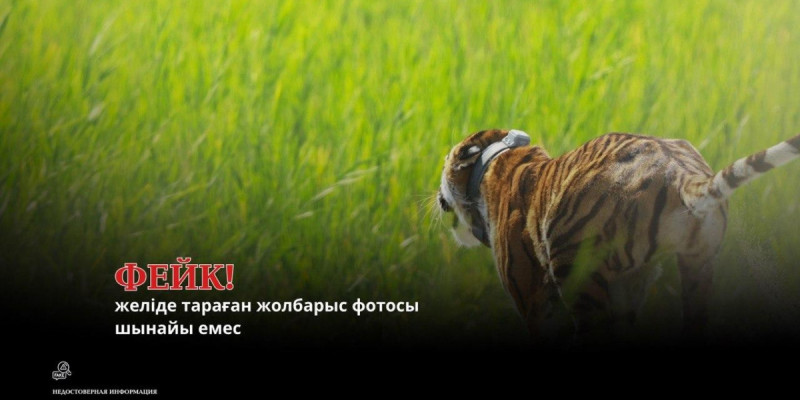 Министрлік: «Іле-Балқаштағы» жолбарыстың желіде тараған суреті – фейк (ФОТО)