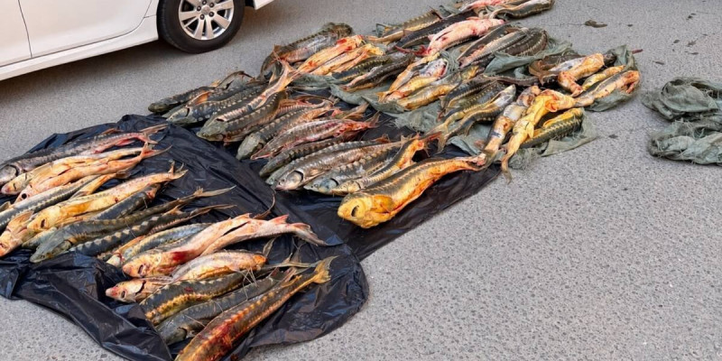 Ақтауда 256 келі бекіре тұқымдас балықты заңсыз тасымалдаған азамат ұсталды