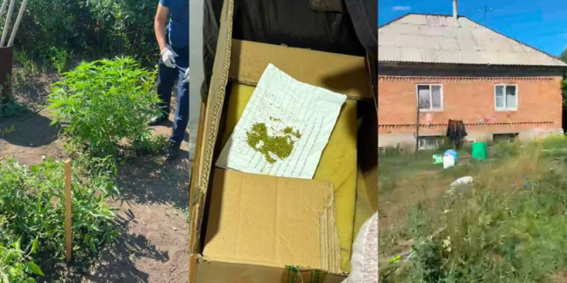 Өскеменде полиция жылыжайда есірткі өсірген тұрғынды ұстады