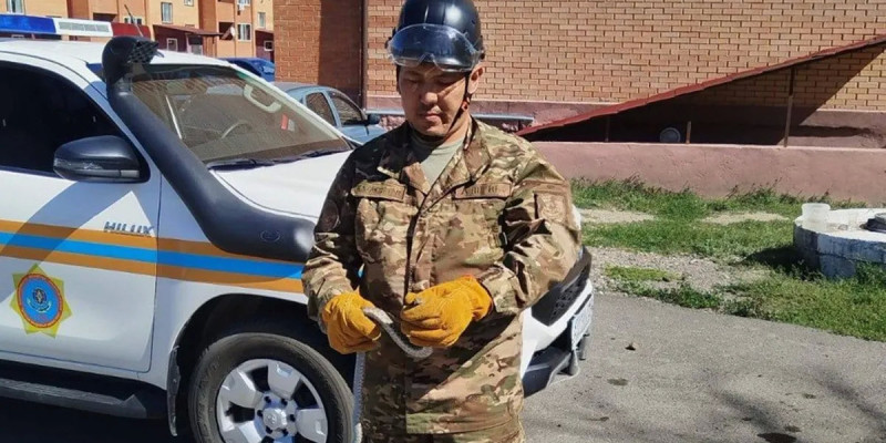 Қарағанды облысында тұрғын үй маңынан жылан ұсталды