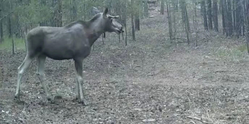 Қарқаралы орманында бұландар фототұзаққа түсті