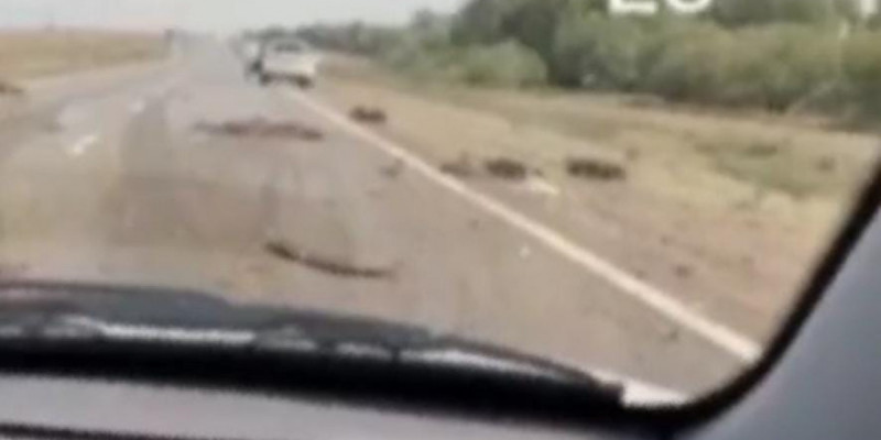 Павлодарда көлік бірнеше қойды қағып кетті