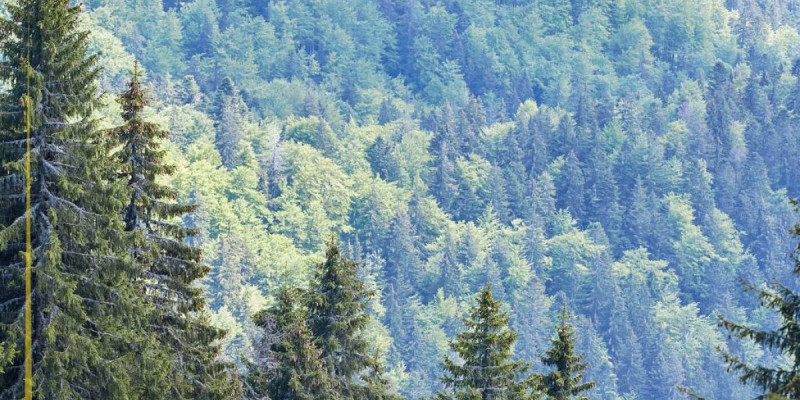 Елімізде бір тәулікте үш орман өрті тіркелді
