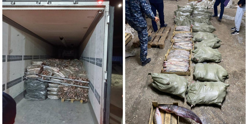Атырауда заңсыз айналымнан 17 тоннадан астам балық өнімі тәркіленді