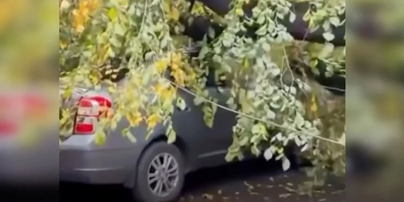 Алматыда көліктің үстіне ағаш құлады