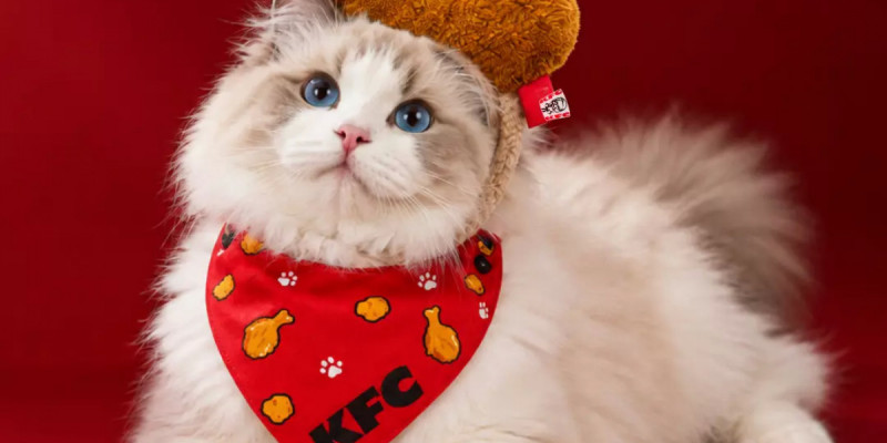 KFC мысық қызметкер іздеп жатыр