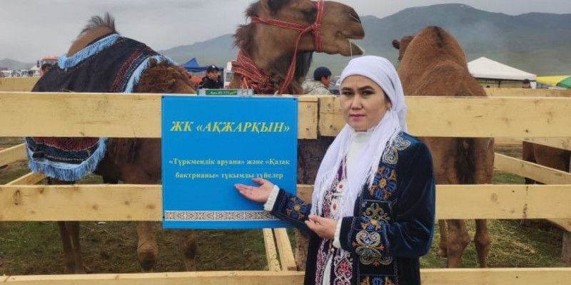 Түйе сүтінен әзірленген балмұздақты әлемге танытқым келеді – ауыл кәсіпкері