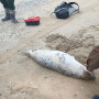 Каспий жағалауынан 88 өлі итбалық табылды