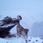 Қатонқарағайда қар барысы фототұзаққа түсіп қалды (ВИДЕО)