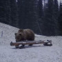 Тянь-Шань қоңыр аюы фототұзаққа түсіп қалды