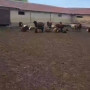 16 қой мен қозысын ұрлап кеткен жігіт ұсталды