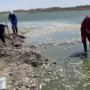 Атырау облысында тағы балық қырылып жатыр
