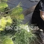 Шымкентте көшеде өтіп бара жатқан жасөспірімге садақ оғы тиген (ВИДЕО)