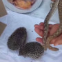 Қазақстандық емші жылан мен кірпі етінен сорпа әзірлеп, қатерлі ісікке қарсы емдік қасиетін айтты