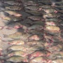 Шардарадан заңсыз балық аулаған қылмыстық топ ұсталды