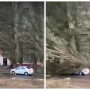 Павлодарда ішінде адамы бар көліктің үстіне үлкен ағаш құлады (ВИДЕО)