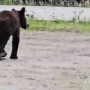 Ресейде аю екі адамды өлтіріп, тағы екеуін жаралады
