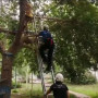 Өскеменде ағашқа өрмелеп түсе алмай қалған 11 жастағы бала құтқарылды (ВИДЕО)