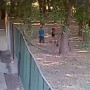 Алматы облысында баланы ит талаған кездің видеосы тарады