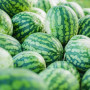 Қызылорда облысының шаруалары Ресейге қарбыз экспорттап жатыр