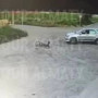 Алматы облысында баланы қағып кеткен жүргізуші ұсталды