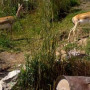 «Алтын-Емель» паркінде сирек кездесетін аңдар фототұзаққа түсіп қалды