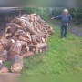 Ақмола облысында ағаш ұрлаған азамат ұсталды
