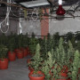 Қызылордада үй жағдайында есірткі өсірген 5 фитозертхана анықталды