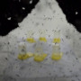 "Ауру масаларды таратады": Бразилияда маса шығаратын "фабрика" ашылды