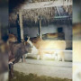 Жетісу облысында мал ұрлығымен айналысқандар ұсталды