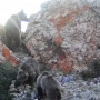 Сайрам-Өгем паркінде Қызыл кітаптағы аң фототұзаққа түсіп қалды