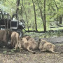 Таиландта арыстандар тобы зообақ қызметкерін тірідей жеп қойды