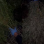 Қарағанды облысында ауқымды қарасора алқабы анықталды