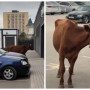 Астананың сол жағалауында жүрген сиыр желідегілерді таңғалдырды (ВИДЕО)