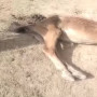 «35 жылдан бері болмаған құрғақшылық»: Түркістан облысында мал қырылып жатыр